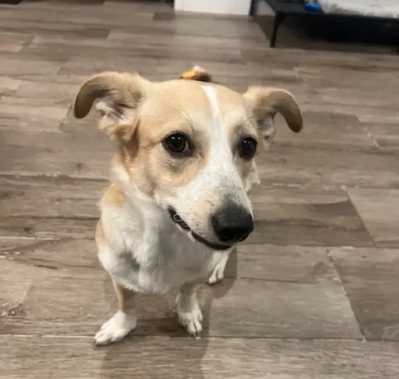Dobby