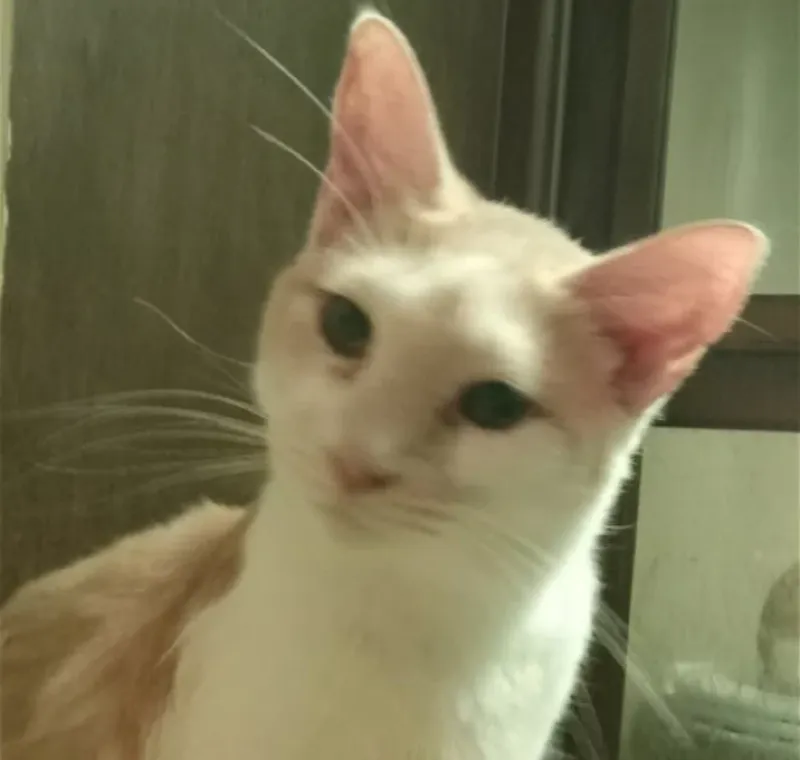 Jax