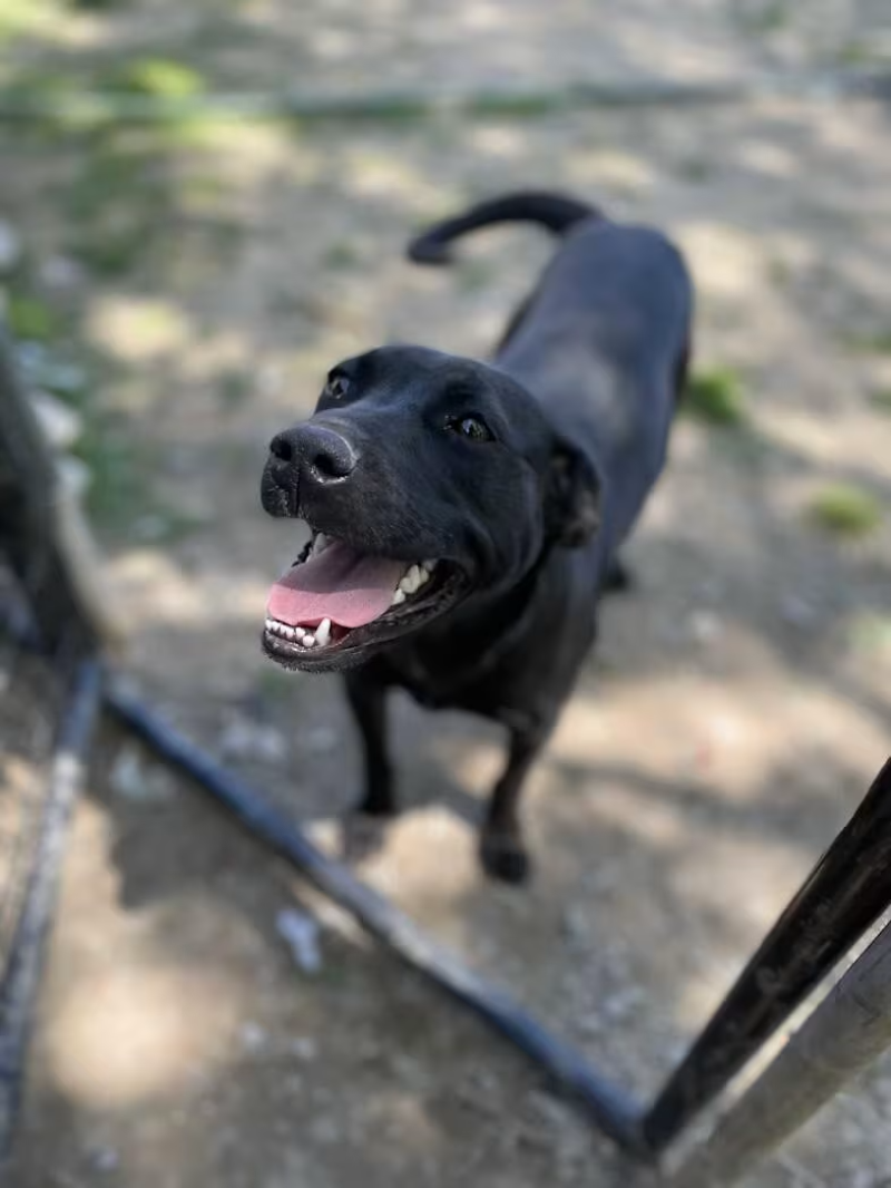  Piper photo 2
