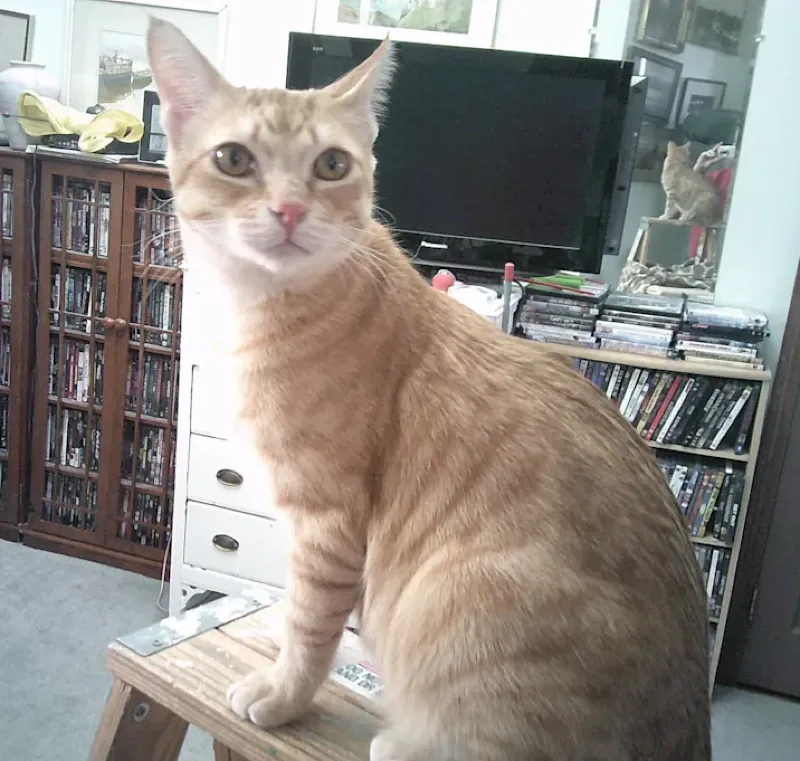 Conan photo 2