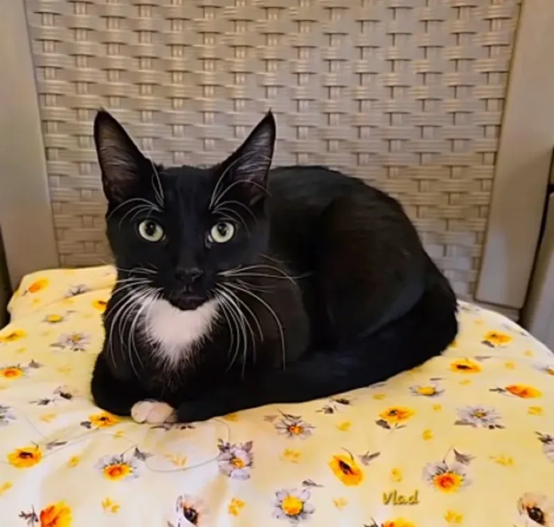 Vlad